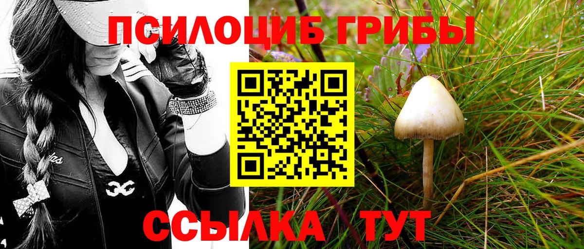 как найти наркотики  Псилоцибиновые грибы MAGIC MUSHROOMS  Вход с VPN  Кириши 